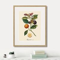 картина: juicy fruit lithography №11, 1870г. в Астрахани