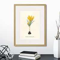 картина: botany illustration №10, 1836г. в Астрахани