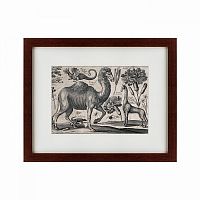 картина: a camel, 1670 в Астрахани