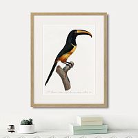 картина: beautiful toucans №4, 1806г. в Астрахани