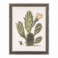 постер opuntia cactus зеленый в Астрахани