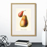 картина: botany illustration №16, 1836г. в Астрахани