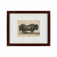 картина: bison, 1828 в Астрахани