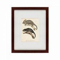 картина: des reptiles, 1705 в Астрахани
