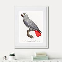 картина: beautiful parrots №2, 1872г. в Астрахани