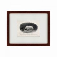 картина: a prize boar, 1867 в Астрахани