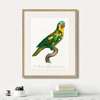 картина: beautiful parrots №11, 1872г. в Астрахани