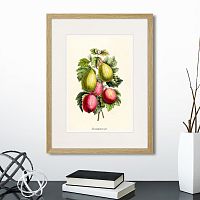 картина: botany illustration №20, 1836г. в Астрахани