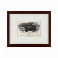 картина: a devon steer, 1869 в Астрахани