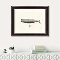 картина: sperm whale (physeter macrocephalus), 1862 в Астрахани