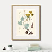 картина: fragmenta botanica №12, 1809г. в Астрахани