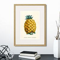 картина: botany illustration №17, 1836г. в Астрахани