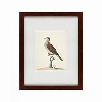 картина: the brown bird в Астрахани