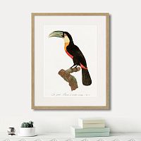 картина: beautiful toucans №1, 1806г. в Астрахани