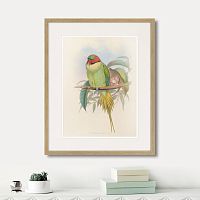 картина: bonaparte's parakeet, 1850г. в Астрахани