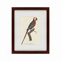 картина: ara macao (scarlet macaw), 1801 в Астрахани