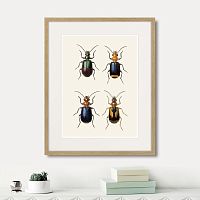 картина: assorted beetles №4, 1735г. в Астрахани