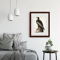 картина: great american sea eagle, 1837 в Астрахани