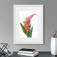 картина: caribian flora pink alpinia, 1740г. в Астрахани