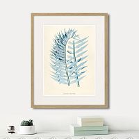 картина: fragmenta botanica №8, 1809г. в Астрахани