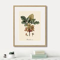 картина: juicy fruit lithography №8, 1870г. в Астрахани