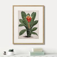картина: exotic plants of the world №8, 1815г. в Астрахани