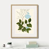 картина: fragmenta botanica №3, 1809г. в Астрахани