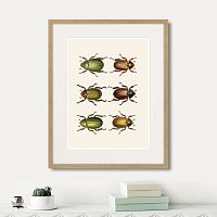 картина: assorted beetles №11, 1735г. в Астрахани