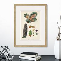 картина: botany illustration №2, 1836г. в Астрахани