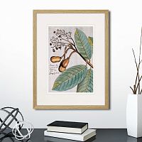 картина: exotic plants of the world №5, 1815 (i) в Астрахани