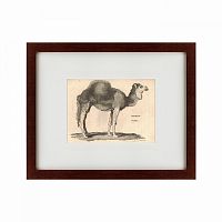 картина: arabian camel, 1809 в Астрахани