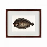 картина: sole fish, 1722 в Астрахани