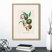 картина: botany illustration №24, 1836г. в Астрахани