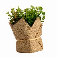 растение декоративное potted herb kolina в Астрахани