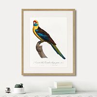 картина: beautiful parrots №12, 1872г. в Астрахани
