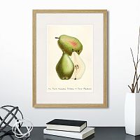 картина: botany illustration №19, 1836г. в Астрахани