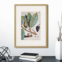 картина: exotic plants of the world №5, 1815 (ii) в Астрахани