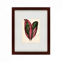 картина: botanical leaf dracaena, 1870 в Астрахани