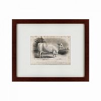 картина: a short horned bull, 1849 в Астрахани
