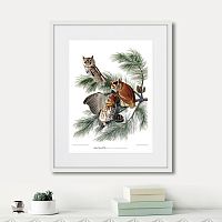картина: eastern screech owl, 1845г. в Астрахани