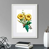 картина: caribian flora yellow allamanda, 1740г. в Астрахани
