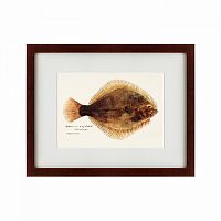 картина: southern pacific fish illustration, 1850 в Астрахани