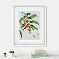 картина: himalaya plants white and orangered flowers, 1869г. в Астрахани