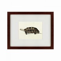 картина: a hand-painted illustration of an elongated tortoise, 1873 в Астрахани