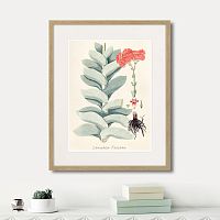 картина: fragmenta botanica №4, 1809г. в Астрахани