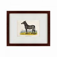 картина: a zebra, 1830 в Астрахани