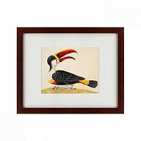 картина: white-throated toucan, 1716 в Астрахани
