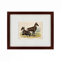 картина: two nilgais, 1830 в Астрахани