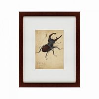 картина: stag beetle, 1505 в Астрахани