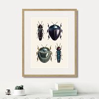 картина: assorted beetles №1, 1735г. в Астрахани